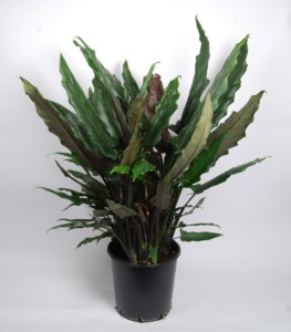 Alocasia Lauterbachiana pm 40 .2