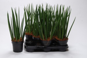 Bacularis 12 cm tray -1 (1)