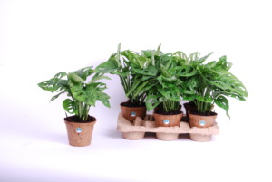 Monkey NC-pot tray-1
