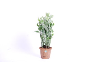 Pedilanthus NC-pot los