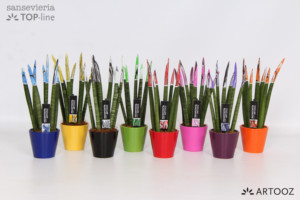 Sansevieria 8,5 cm Artooz Mix in Ceramic, Front and Back