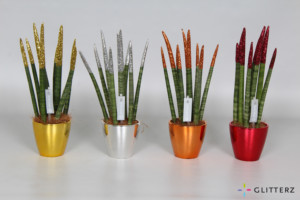 Sansevieria 8,5 cm Glitterz® OSAKA Mix Goud Zilver Brons Rood in Pot glad