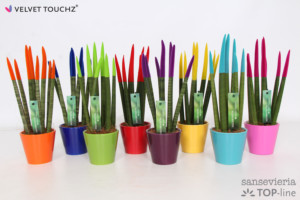 Sansevieria 8,5 cm Velvet Touchz® Mix in Ceramic