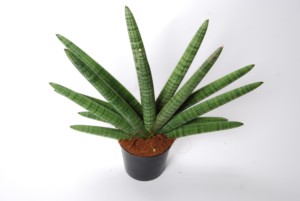 Sansevieria Skyline 2 PP 12 cm BA
