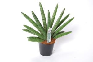Sansevieria Skyline 2 PP 12 cm met etiket