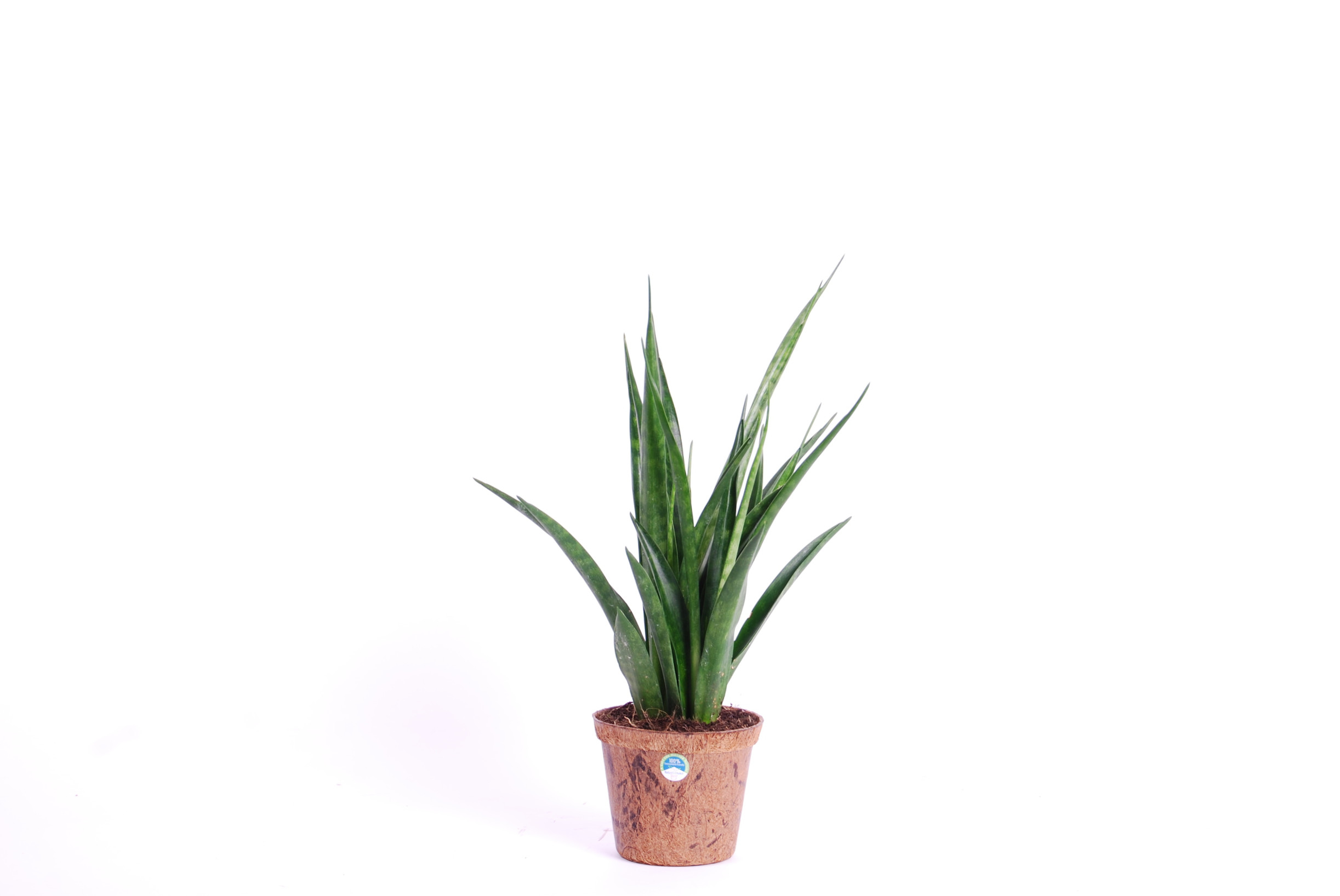 Sansevieria kirkii friends los