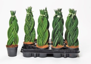 Sansevieria twist 8.5 cm z.k. tray -1 (1)