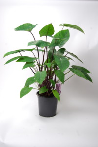 Xanthosoma Jungle Bush pm 21