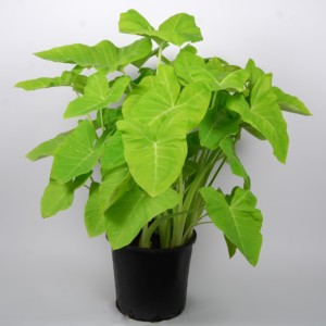 Xanthosoma Lime pm40