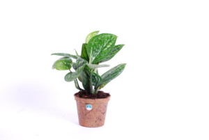 epipremnum los