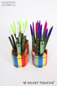 mix pencil in pot 4