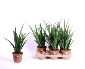 sansevieria kirkii friends tray (2)